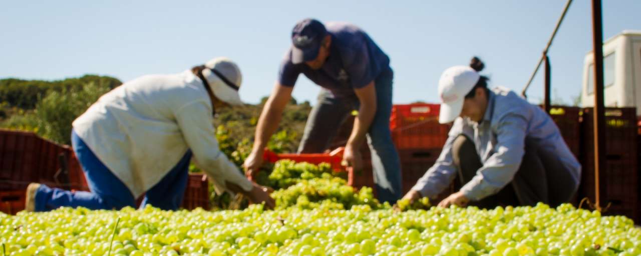 pj125881213 harvest futouris