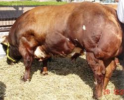 module_duurzame_veehouderij