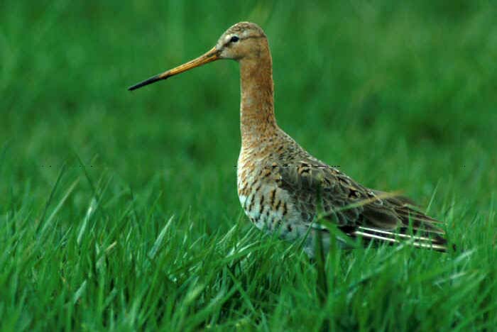 module_duurzame_veehouderij